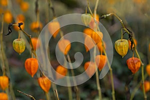 orange physalis closeup fall outdoor photo