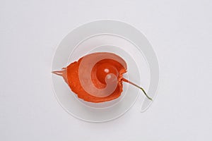 Orange Physalis fruit