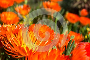 Orange pigface