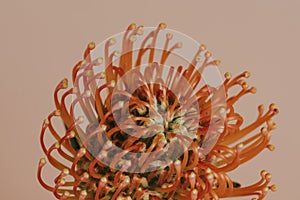 Orange pincushion protea flower