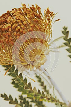 Orange pincushion protea flower