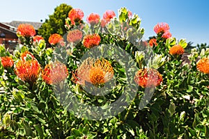 Orange Pincushion protea flower, needle protea