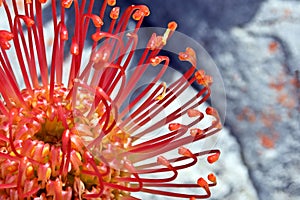 an orange Pincushion Protea in the Kogelberg Nature Reserve