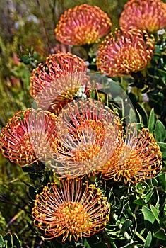 orange Pincushion Proteas and Fynbos in the Kogelberg Nature Reserve