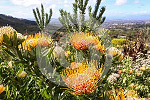 Orange pincushion proteas with a view of the city of Cape Town, South Africa in the background