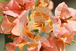 Orange and pink bougainvillea flower on green background