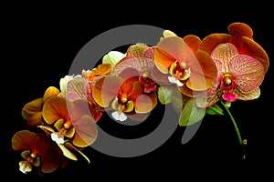 Orange and pink color phalaenopsis orchids against black background 