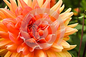 Orange pink dahlia ball fresh flower details macro photography with green out of focus background