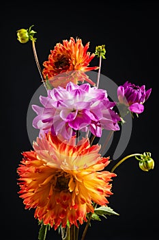 Orange and pink dahlia flowers isolated on dark background