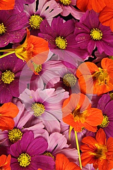 Orange and pink flower background vividly bright