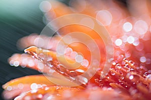 Orange pink flower with water drops, close up with soft focus