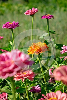 Orange and pink flowers of zinia in the summer garden. Natural blooming background