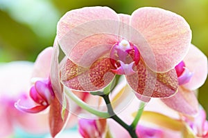 Orange pink phalaenopsis orchid flower in garden