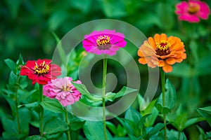 Orange, pink and red zinnia flower growing in the garden photo