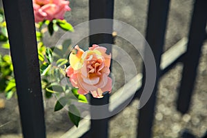 Orange and pink rose in bloom growing on a metal fence seen up close at sunset