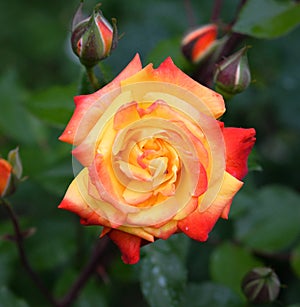 Orange and pink rose head and buttons in blurry natural background close up. Bright blooming rose head fully open in garden