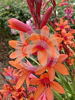 Orange Pink tropical exotic flowers blooming in summertime