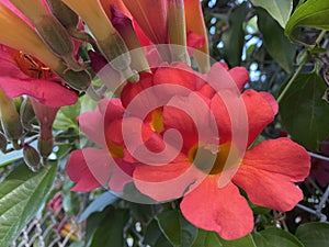 Orange Pink tropical exotic trumpet vines flowers blooming in summertime