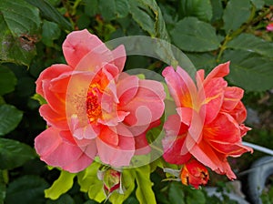 Orange-pink two rose flowers against the background of green leaves