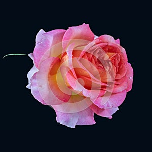 Orange pink yellow rose blossom with rain drops and a green leaf on black background