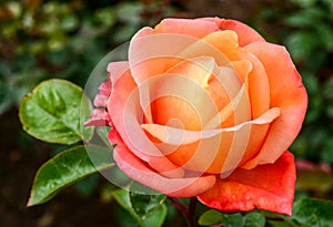 Orange-Pinkish rose flowers in spring