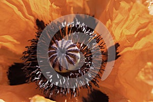 Orange pistel stamen Flower