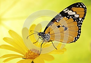 Orange plain tiger butterfly, Danaus chrysippus, on a marigold flower on yellow and green blured background.