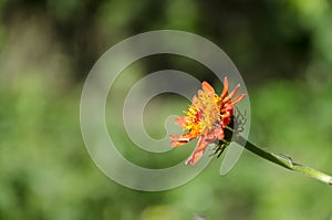 Orange plant flower pseudogynoxys benthamii