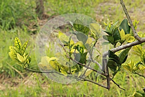 Orange plant infected with bacteria in Venezuela photo
