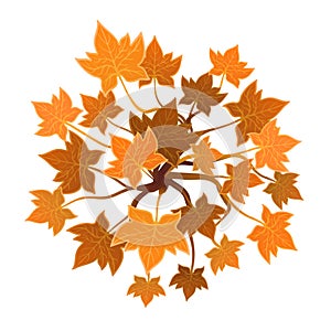 Orange plant or tree, top view. Vector illustration, isolated on white.