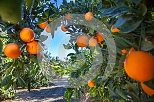 Orange plantation in California USA