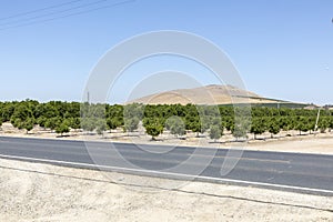 Orange plantation fields in California