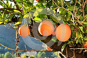 Orange plantation in the Valencian orchard