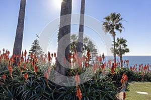 Orange plants and palm trees by the sea