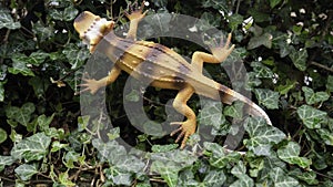 Orange plastic lizard toy in nature