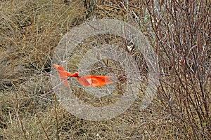 ORANGE PLASTIC TAPE TIED TO VEGETATION TO INDICATE TRAIL