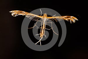 Orange Plume Moth (Stenodacma wahlberg) 14569