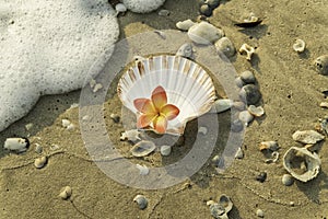 Orange plumeria in sea shell on beach and sea bubble