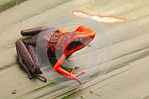 Orange poison dart frog, Ameerega silverstonei