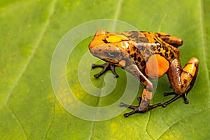 Orange poison dart frog Oophaga histrionica from the tropical rain forest of Colombia