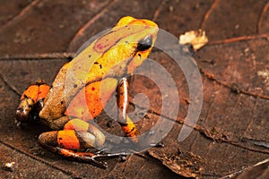 Orange poison dart frog Oophaga histrionica from the tropical rain forest of Colombia photo