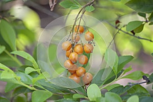 Orange poisonous fruit of Sky flower, Golden dew drop, Pigeon berry or Duranta with sunlight in the garden.