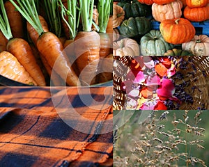 Fall season in farm. Orange Color theme Autumn. Country life photo collage.