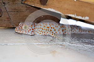 Orange polka dot gecko clings to the bathroom wall