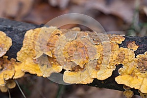 Orangev polypore fungus on tree macro