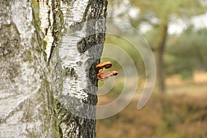 Orange Polypore growing on the tree trunk