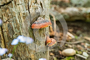 Orange polypores growing on tree trunk
