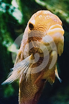 Orange Pomacentridae fish