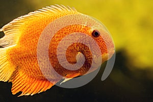 Orange Pomacentridae fish