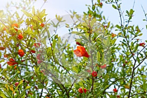 Orange pomegranate flower on green leaves